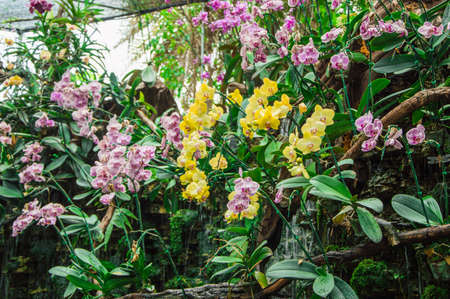 beautiful orchid の写真素材