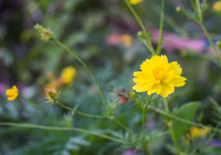 flowers close up
