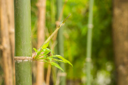 bamboo close upの写真素材