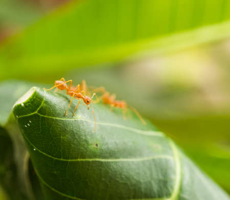 ant close upの写真素材