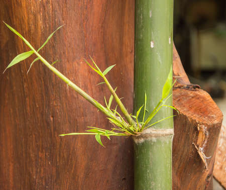 bamboo close upの写真素材