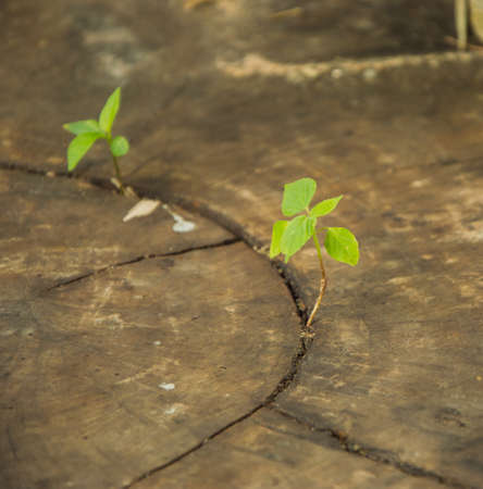 plant on wood