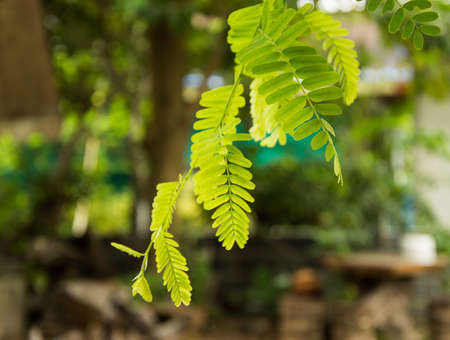 leaf background