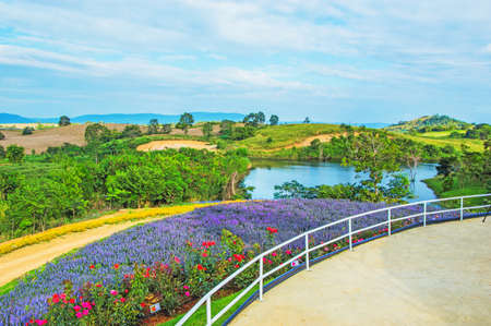 field flowerの写真素材