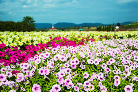 field flowerの写真素材