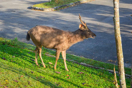 deer in forestの写真素材