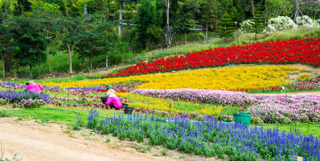 field flower