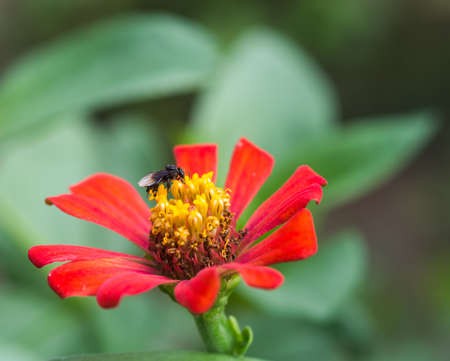 insect on red flower