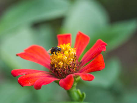 insect on red flowerの写真素材