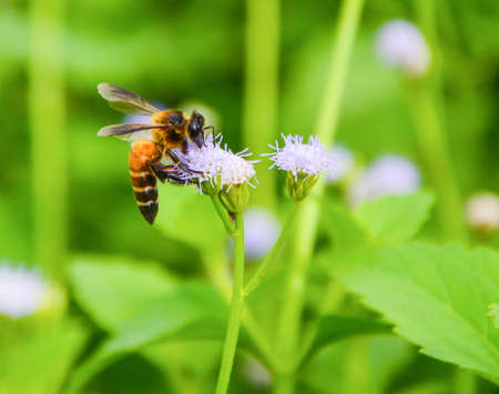 bee on flower