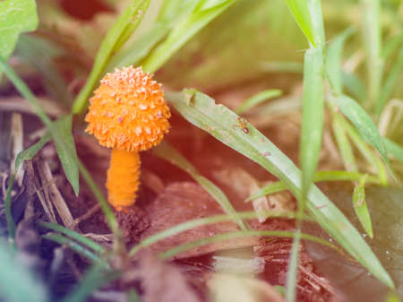 oarage mushroomの写真素材