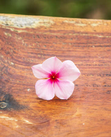 flower on wood background tableの写真素材