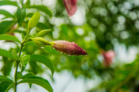 drop on flower