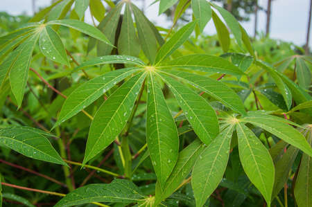 drop on green leaf