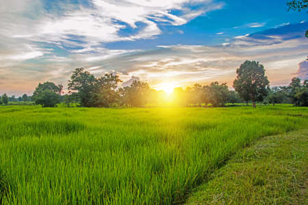 rice field in sunset