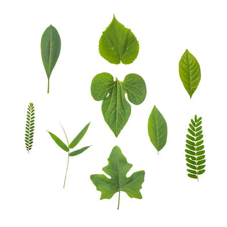 green leaf on white backgroundの写真素材