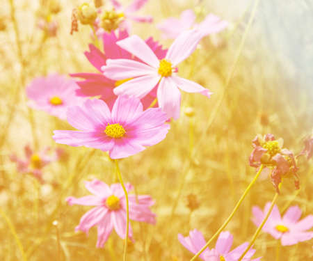 flower gardenの写真素材