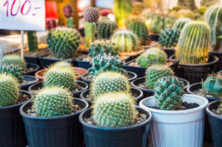 green cactusの写真素材