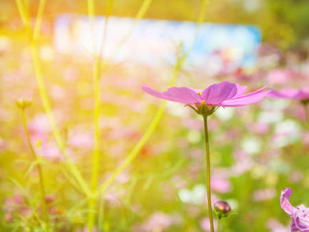 pink flower
