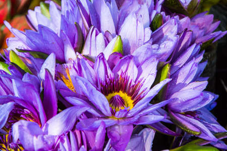 purple flowerの写真素材