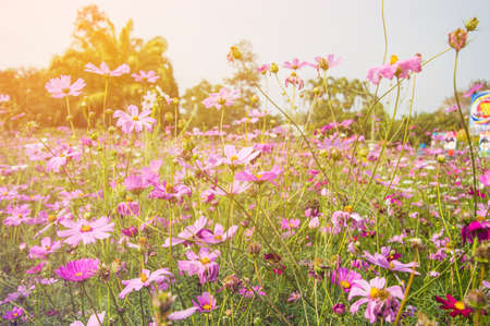 pink flower gardenの写真素材