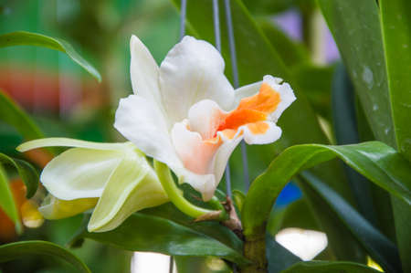 white orchidsの写真素材