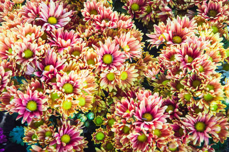 flower 
background