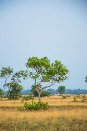 tree in fieldの写真素材