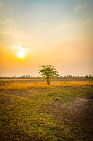 tree in fieldの写真素材
