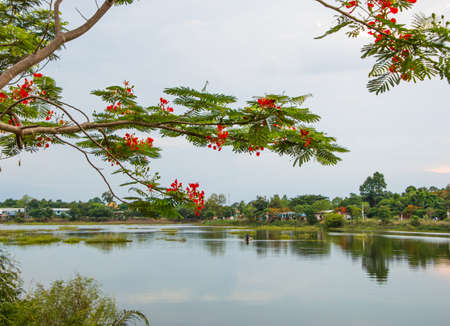 Tree red in water background