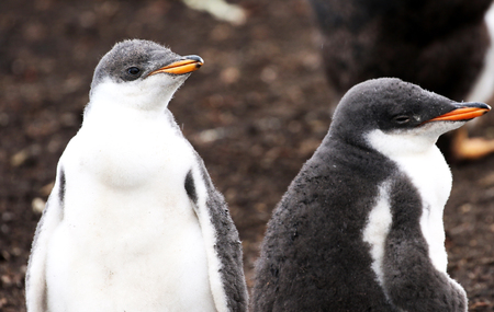 Gentoo Penguin Chicks closup, in a Rookery at Falkland Island, South Americaの写真素材