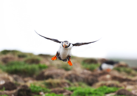 Atlantic Puffin in flight, coming in for a Landing. Newfoundland, Canadaの写真素材