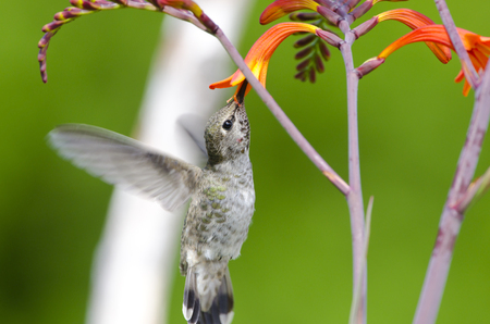 Female Annas Hummingbird feeding on Crocosmia Flowers, British Columbia, Canadaの写真素材