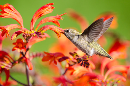 Female Annas Hummingbird feeding on Crocosmia Flowers, British Columbia, Canadaの写真素材