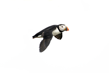 Atlantic Puffin in flight, white background isolated. The clown faced bird. Newfoundland, Canada. Slight motion blurの写真素材
