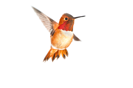 Rufous Hummingbird in Flight - Male.   Showing his beautiful gorget. White Backgroundの写真素材