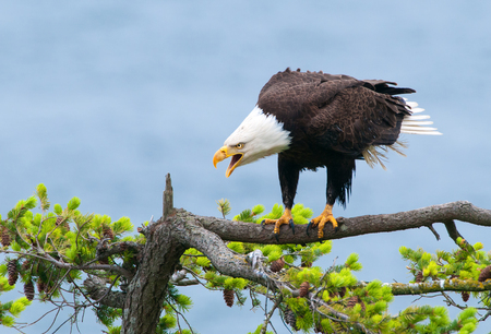 Bald Eagle Screaming, British Columbia, Canadaの写真素材
