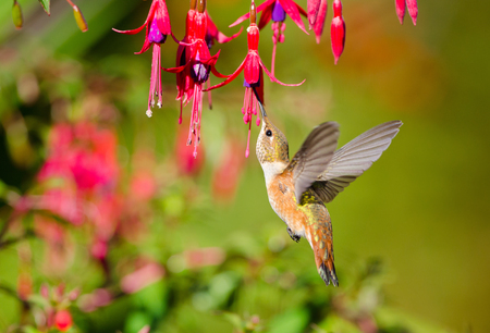 Rufous Hummingbird feeding on Hardy Fuchsia Flowersの写真素材