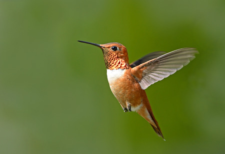 Male Rufous Hummingbird in flight, with green background.  British Columbia, Canadaの写真素材