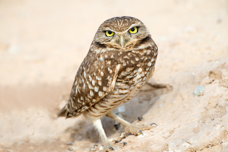 Burrowing Owl, Serious and mad Looking. USAの写真素材
