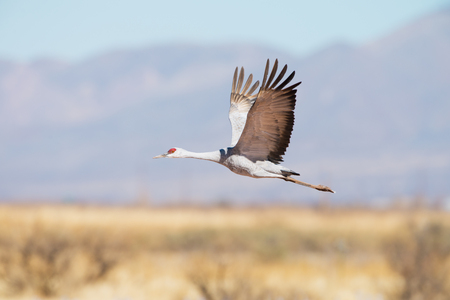 Single Sandhill Cranes in Flight with Blue Sky Background, Whitewater Draw, Arizona, USA.の写真素材