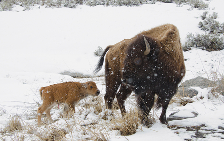 Bison Mother and calf Snow, Yellowstone National Parkの素材 [FY31096802871]