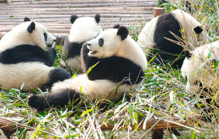 Giant Pandas Eating Bamboo, Chengdu, Chinaの写真素材