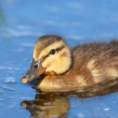 Mallard duckling swimming in blue water with Reflection, Canadaの写真素材