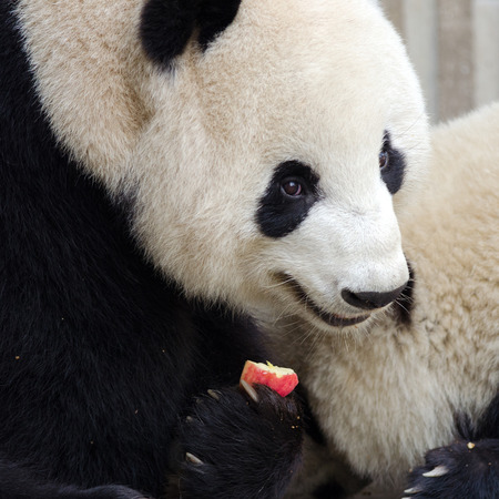 Sub adult Giant Panda eating an apple. Chengdu, Chinaの写真素材