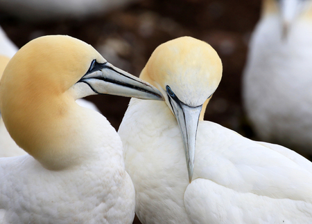 Northern Gannet Bonding behavior - Bonaventure Island, Perce Rock, Quebec, Canadaの写真素材