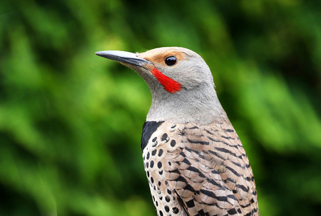 Northern Flicker, Woodpecker. Victoria, Canadaの写真素材
