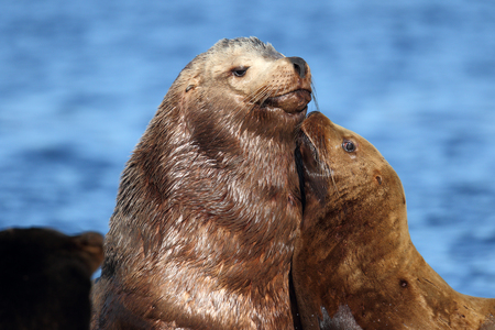 California Sea Lion Mother and Child, Vancouver Island, Canadaの写真素材