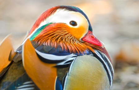 Mandarin Duck, Male Drakeの写真素材
