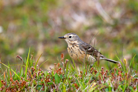 American Pipit standing in a meadow, Newfoundland, Canadaの写真素材